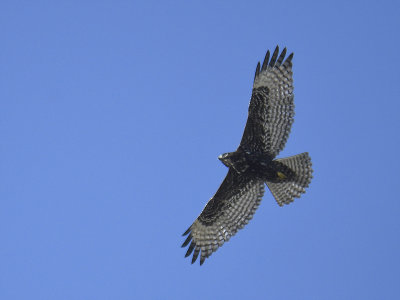 red-tailed hawk harlans's BRD1568.JPG