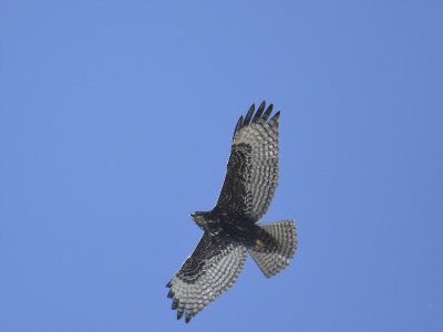 red-tailed hawk harlans's BRD1589.JPG