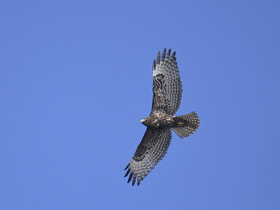 red-tailed hawk harlanss BRD1611.JPG
