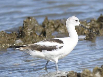 american avocet BRD1786.JPG