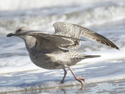 iceland gull BRD1763.JPG