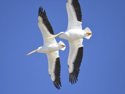 white pelican BRD2161.JPG