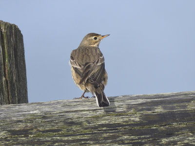 american pipit BRD1306.JPG