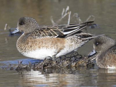 american wigeon BRD1970.JPG