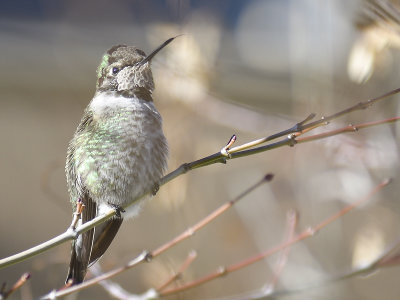 anna's hummingbird BRD2049.JPG