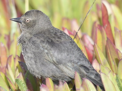 brewer's blackbird BRD0732.JPG