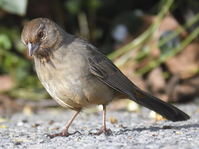 california towhee BRD1808.JPG