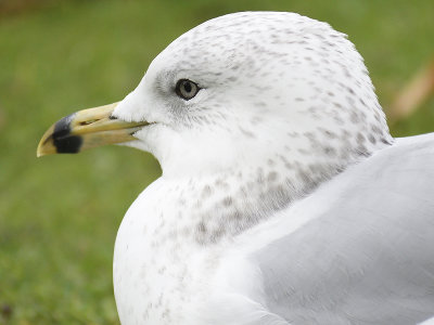 california gull BRD1013.JPG