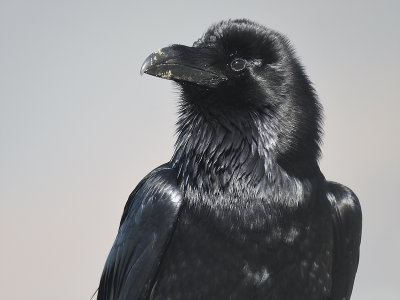common raven BRD0499.JPG