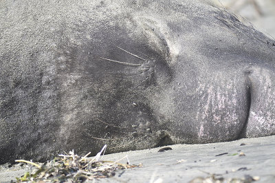 elephant seal BRD1094.JPG