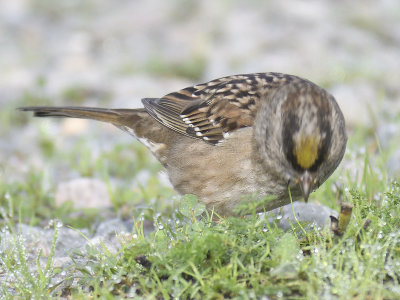 golden-crowned sparrow BRD1540.JPG