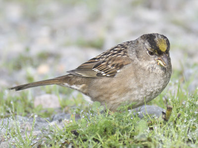 golden-crowned sparrow BRD1541.JPG