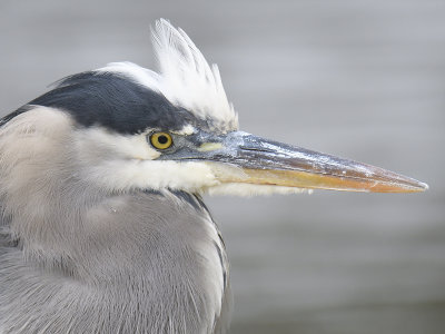 great blue heron BRD0968.JPG