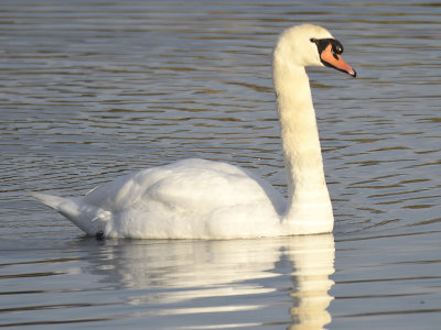 mute swan BRD1996.JPG