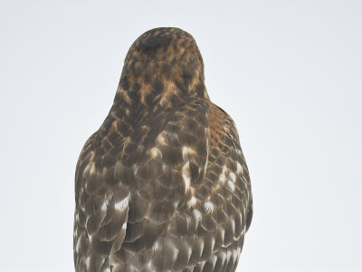 red-shouldered hawk BRD0839.JPG