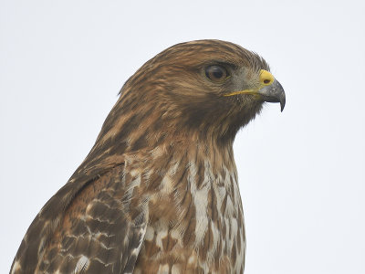 red-shouldered hawk BRD0844.JPG
