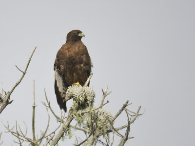 red-tailed hawk BRD1111.JPG