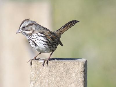 song sparrow BRD0522.JPG
