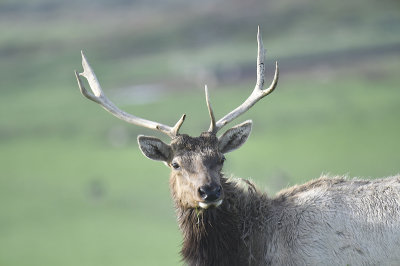 tule elk BRD1069.JPG