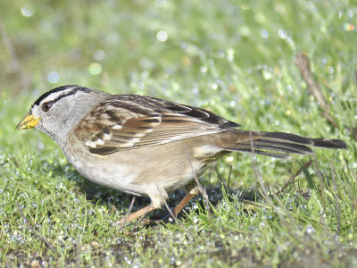 white-crowned sparrow BRD1057.JPG