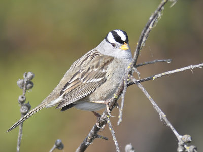 white-crowned sparrow BRD1599.JPG