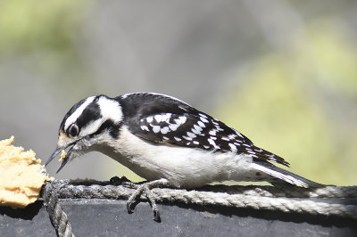 downy woodpecker BRD2622.JPG