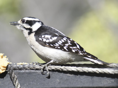 downy woodpecker BRD2630.JPG