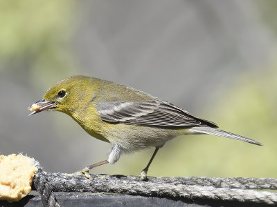 pine warbler BRD2661.JPG