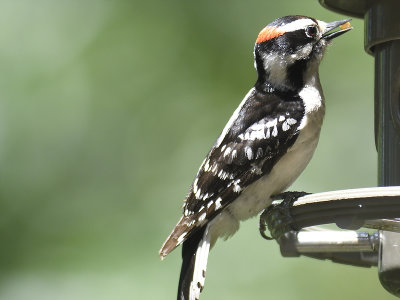 downy woodpecker BRD2816.JPG