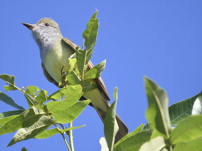 great crested flycatcher BRD2747.JPG