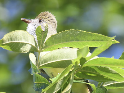 great crested flycatcher BRD2760.JPG