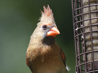 northern cardinal BRD2841.JPG