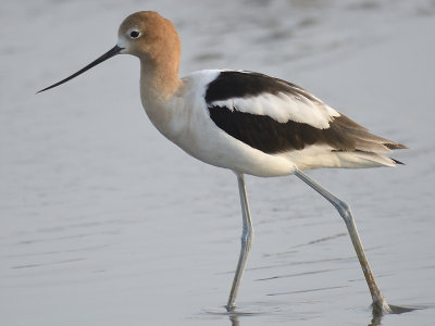 american avocet BRD2903.JPG