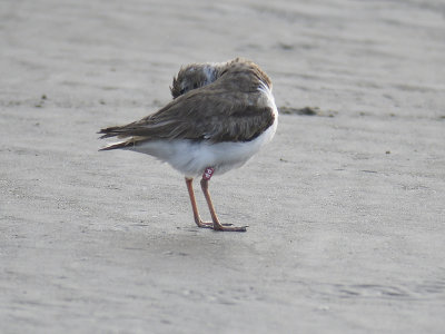 wilson's plover band BRD2894.JPG