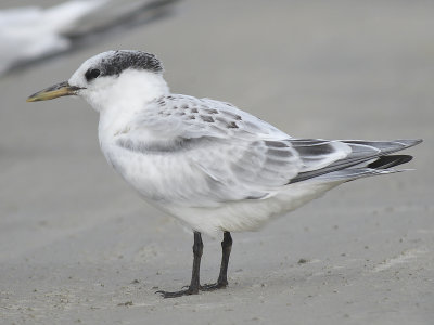 sandwich tern BRD2996.JPG