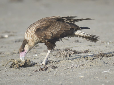 crested caracara BRD3079.JPG