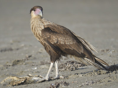 crested caracara BRD3083.JPG