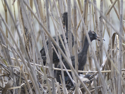 white-faced ibis BRD3241.JPG