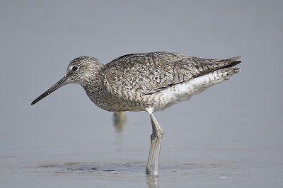 willet western BRD3146.JPG