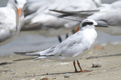 forster's tern BRD3522.JPG