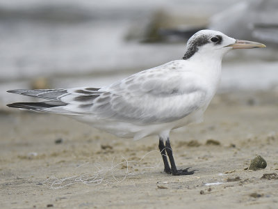 sandwich tern BRD3513.JPG