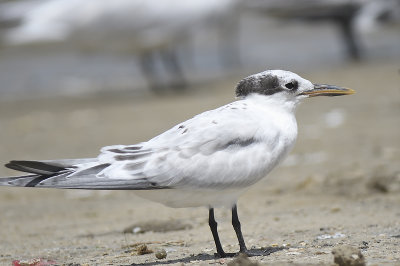 sandwich tern BRD3529.JPG