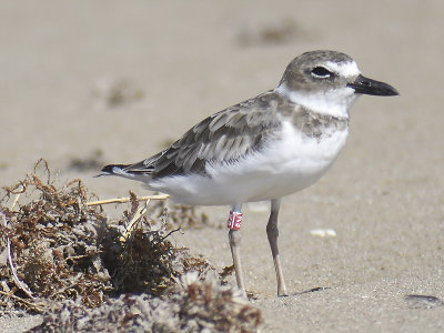 wilson's plover band K9 BRD3467.JPG