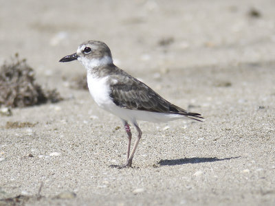 wilson's plover band KC BRD1571.JPG