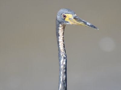 tricolored heron BRD4234.JPG