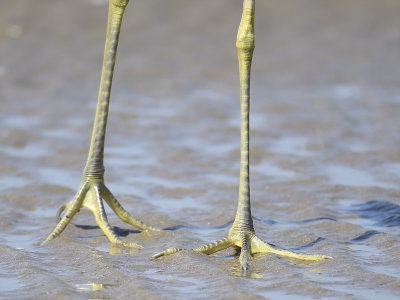 tricolored heron BRD4237.JPG