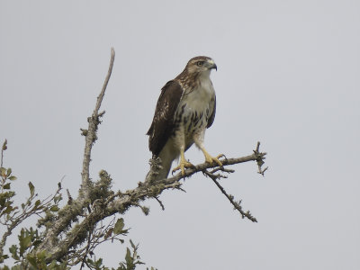 red-tailed hawk BRD4329.JPG