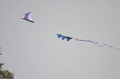 kites BRD4359.JPG
