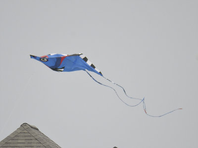 kites BRD4362.JPG