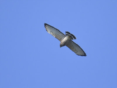 broad-winged hawk BRD4440.JPG